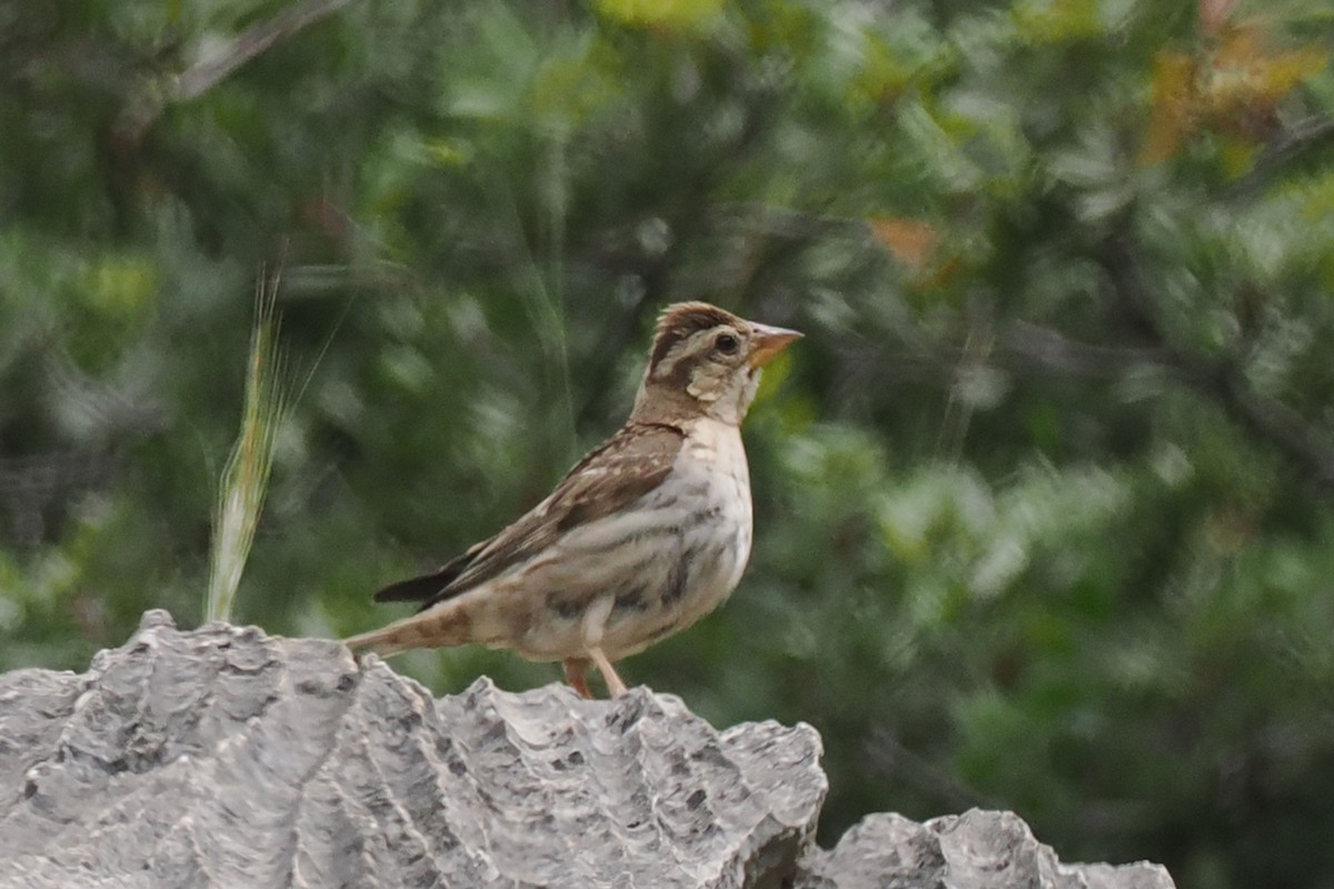 Rock Sparrow - Donna Pomeroy