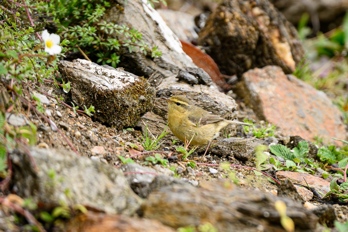 Buff-throated Warbler - ML619279405