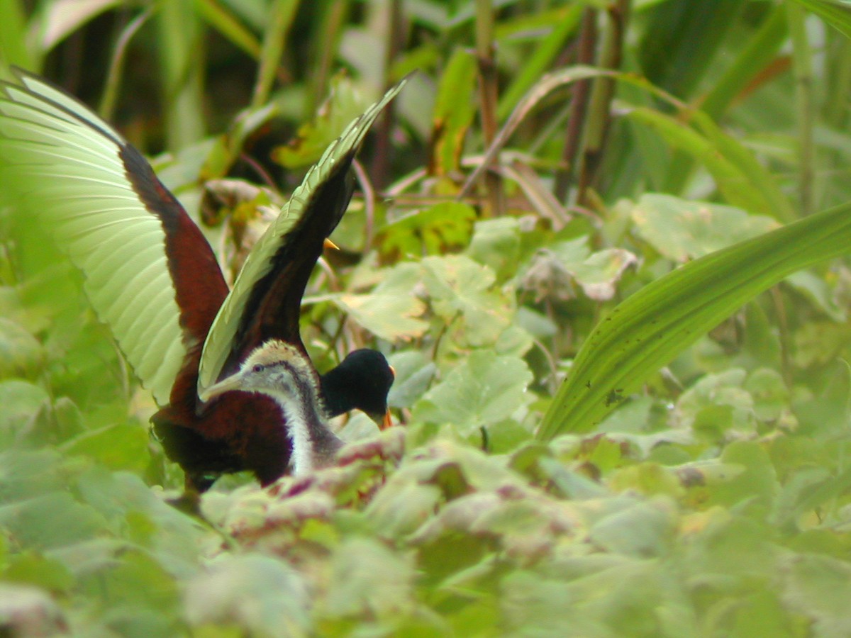 Northern Jacana - Marcos Lacasa