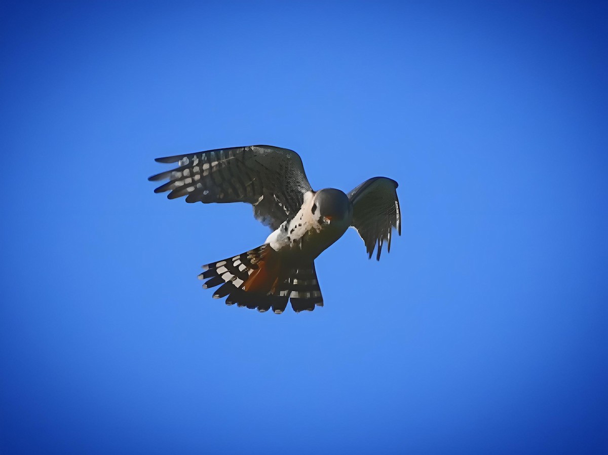 American Kestrel - ML619279415