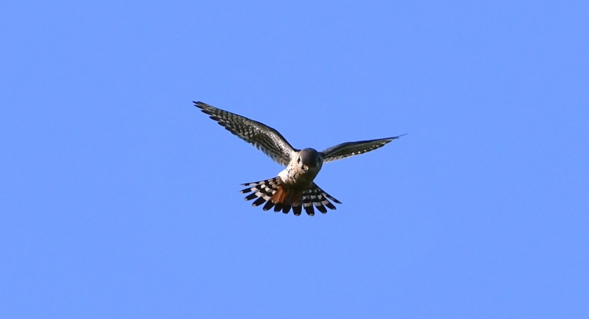 American Kestrel - ML619279416