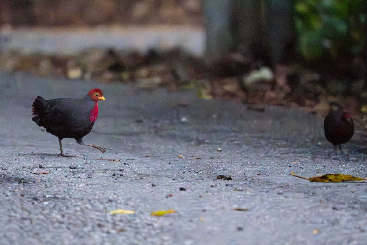 Crimson-headed Partridge - ML619279418