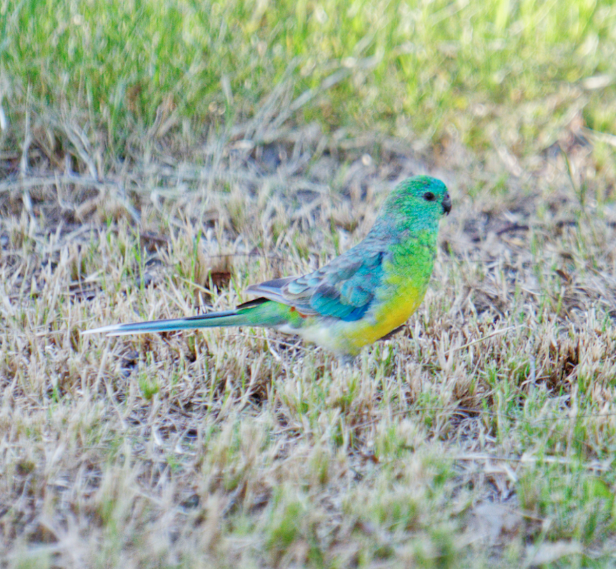 Red-rumped Parrot - Kevin Huang