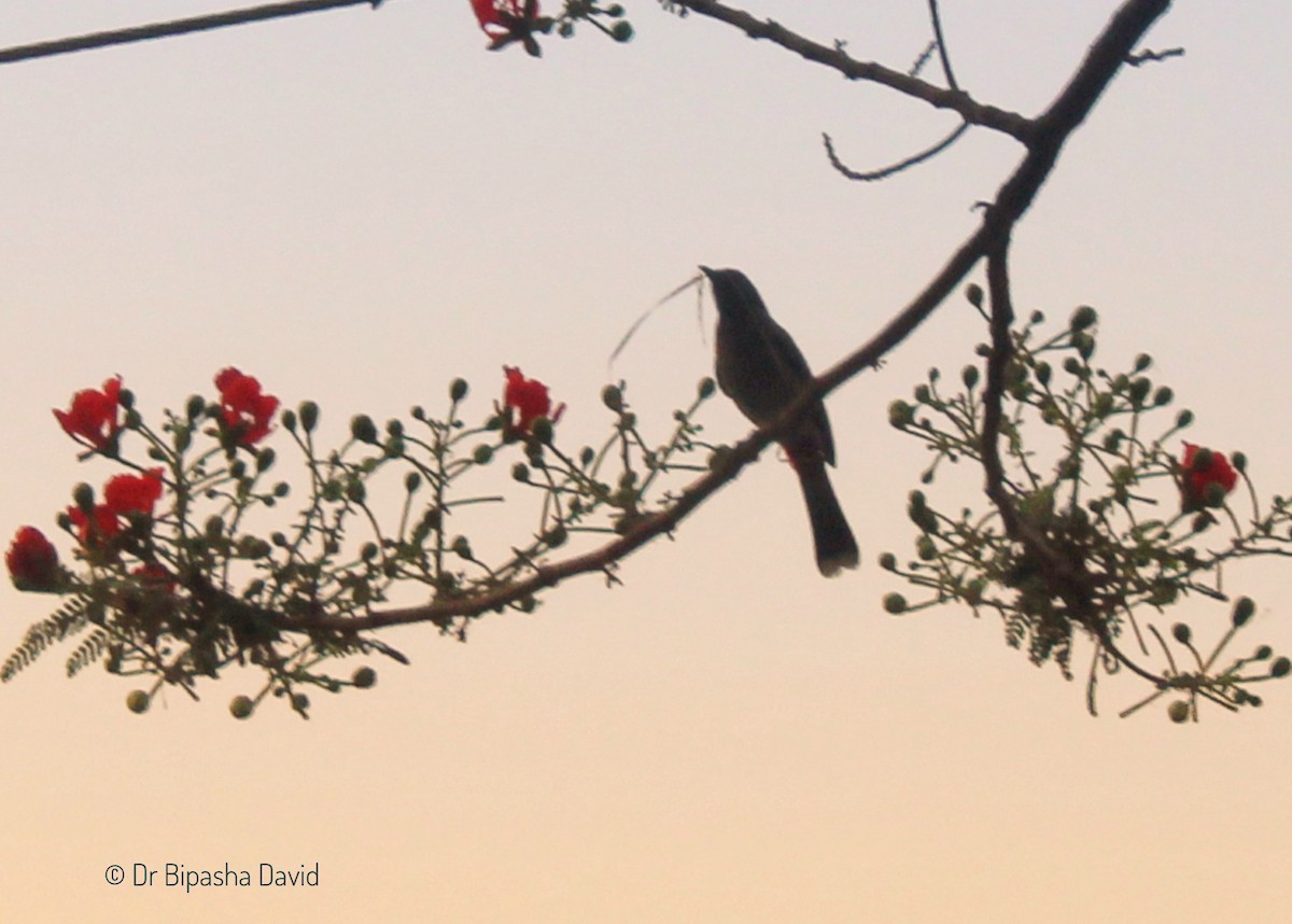 Indian Pied Starling - ML619279433