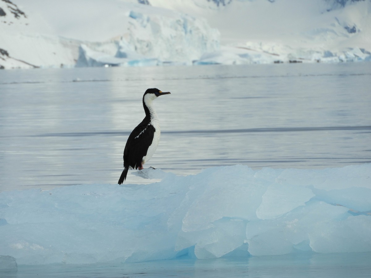 Antarctic Shag - France Desbiens