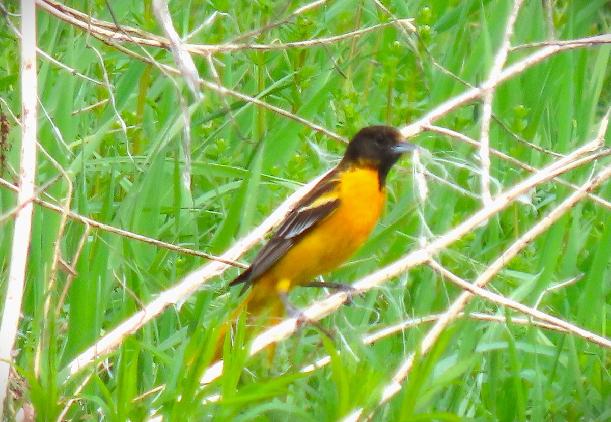 Baltimore Oriole - ML619279452