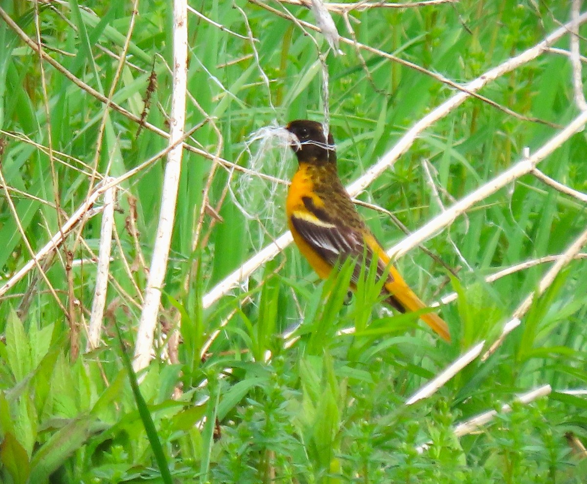 Baltimore Oriole - ML619279454