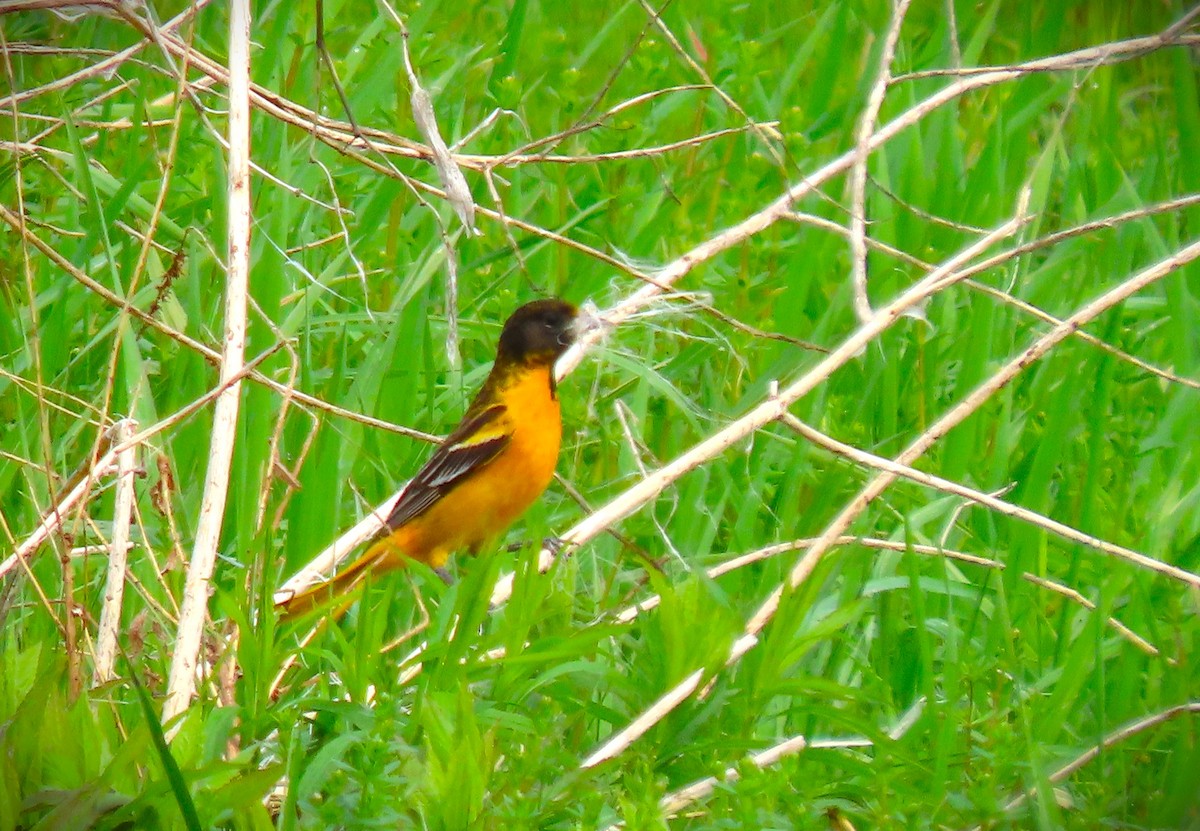 Baltimore Oriole - Michael Haas