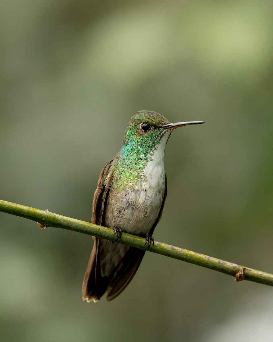kolibřík pestrý [skupina versicolor] - ML619279469