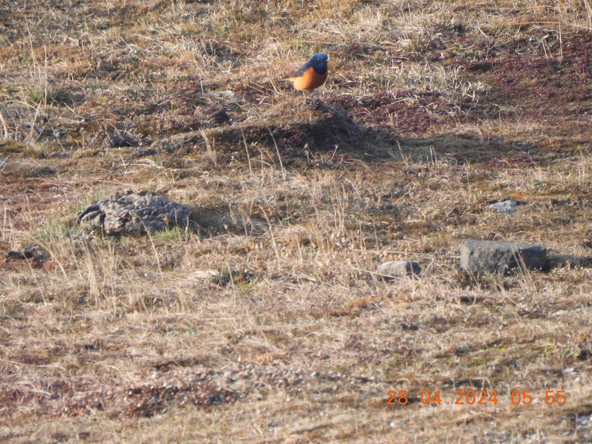 Blue-fronted Redstart - Muralidharan S