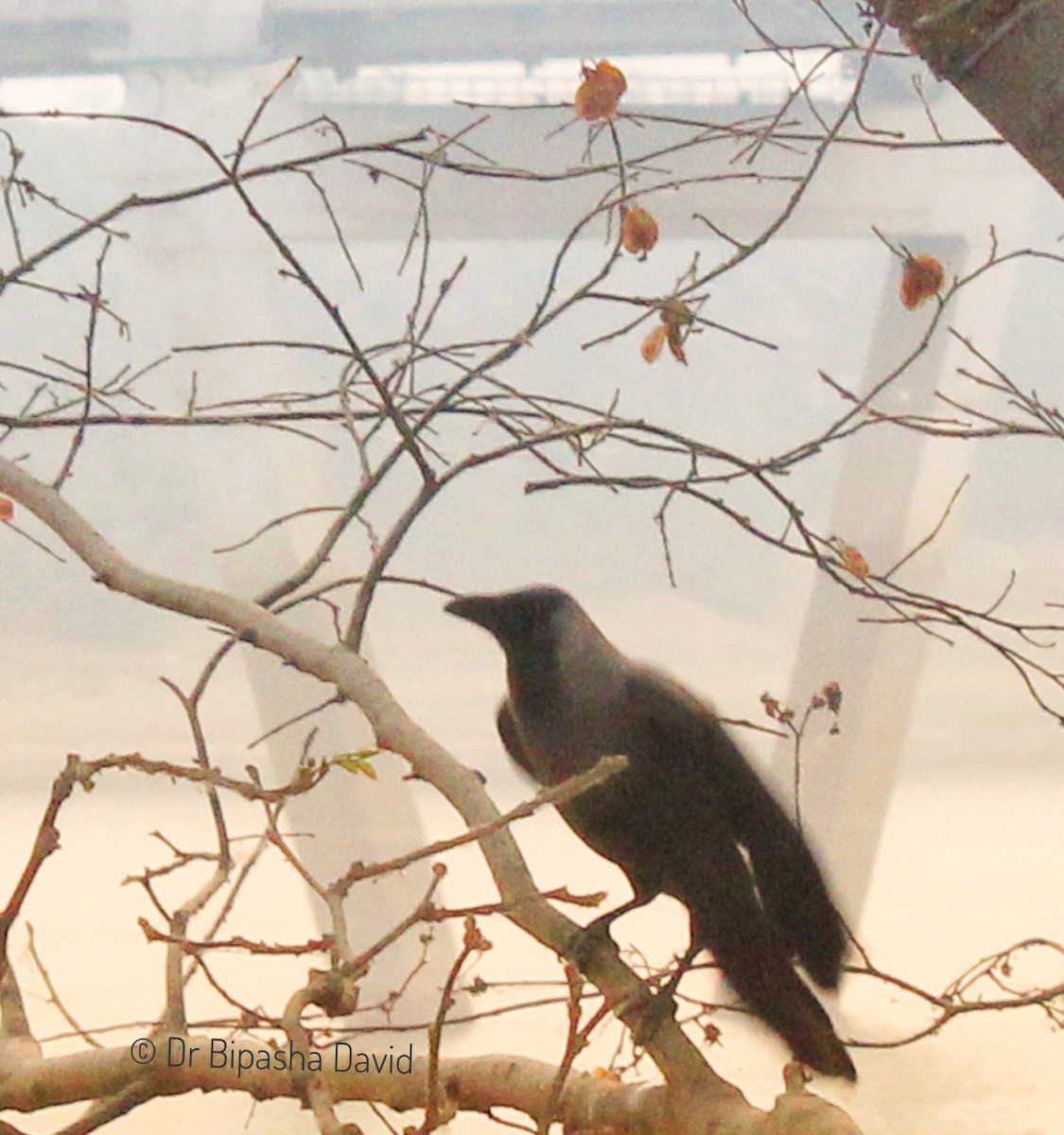 House Crow - Dr Bipasha David