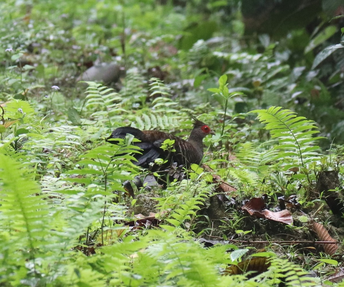 Kalij Pheasant - Praveen H N