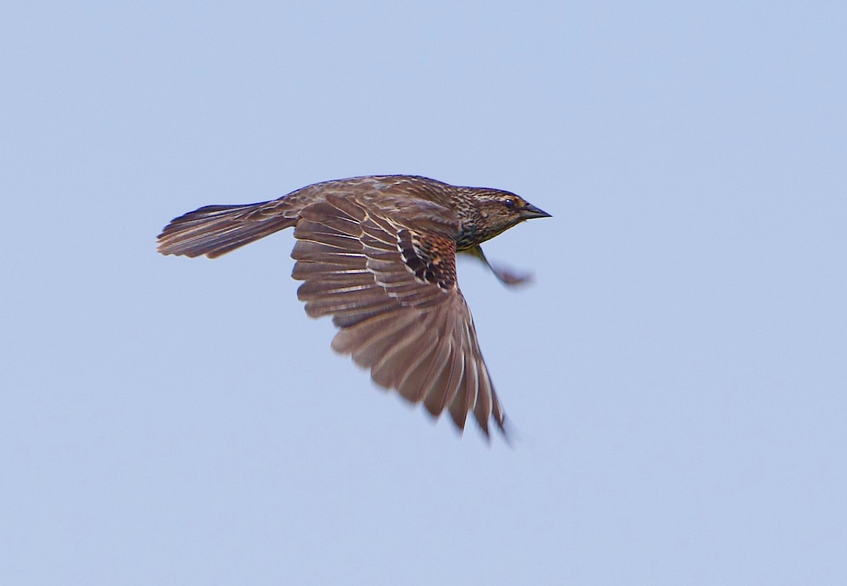 Red-winged Blackbird - Robert Bruss