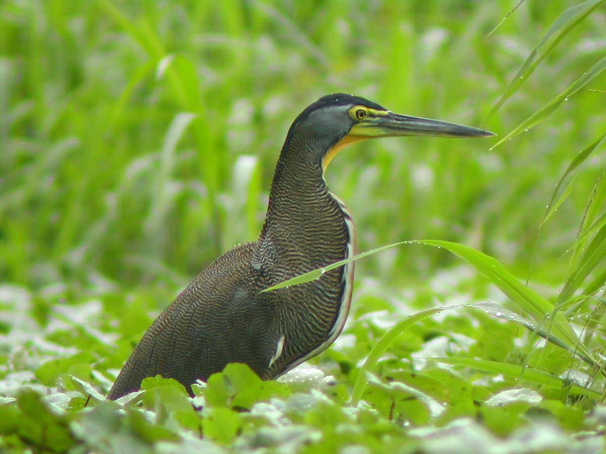 Bare-throated Tiger-Heron - Marcos Lacasa