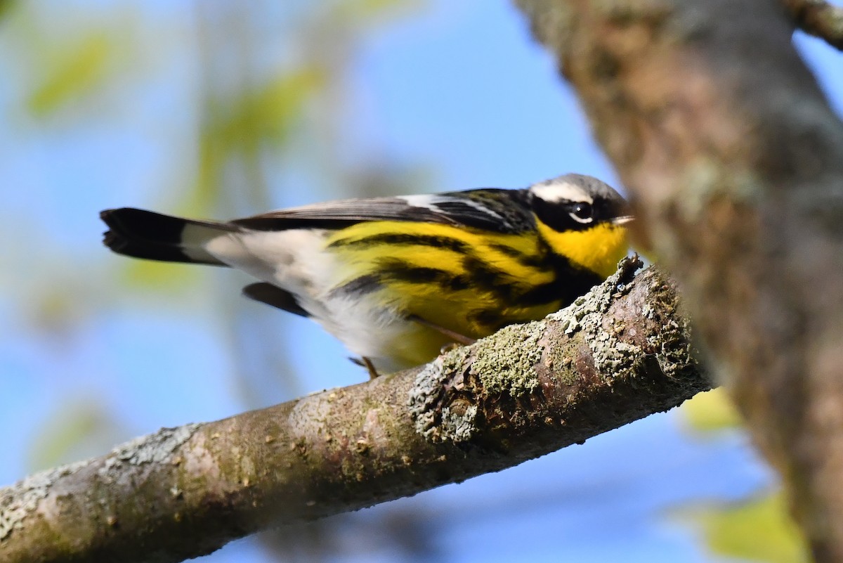 Magnolia Warbler - Kristen Cart