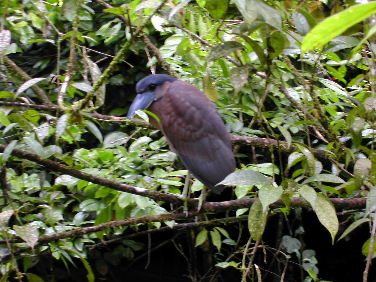 Boat-billed Heron - Marcos Lacasa