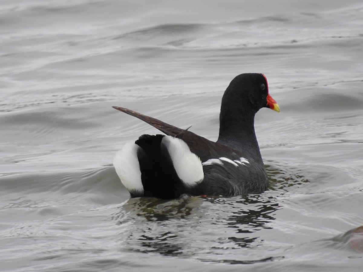 Common Gallinule - Isaiah Craft