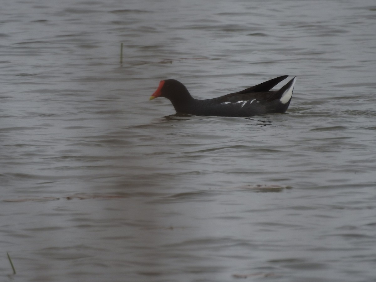 Common Gallinule - Isaiah Craft