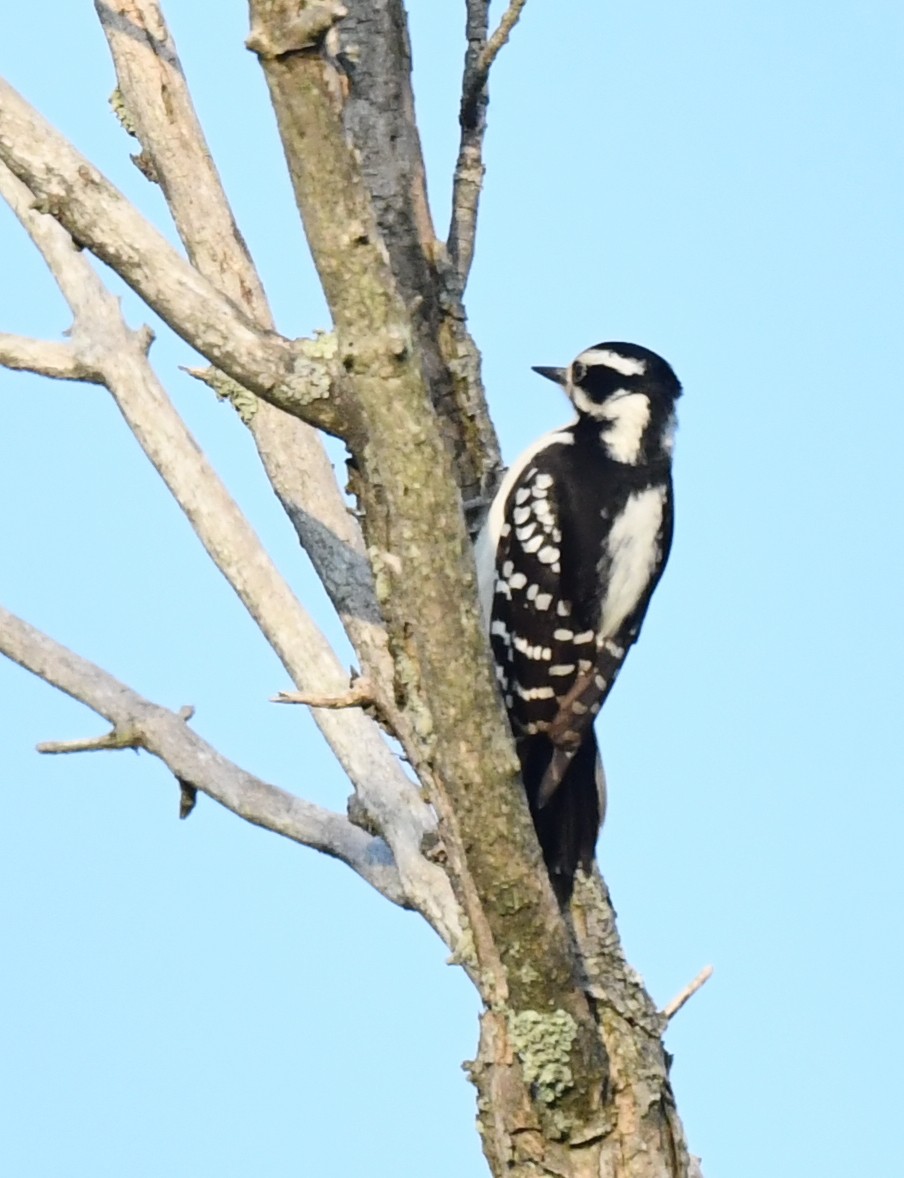 Downy Woodpecker - ML619279514