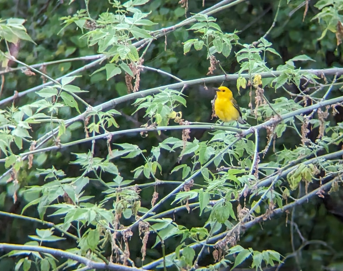 Prothonotary Warbler - ML619279518