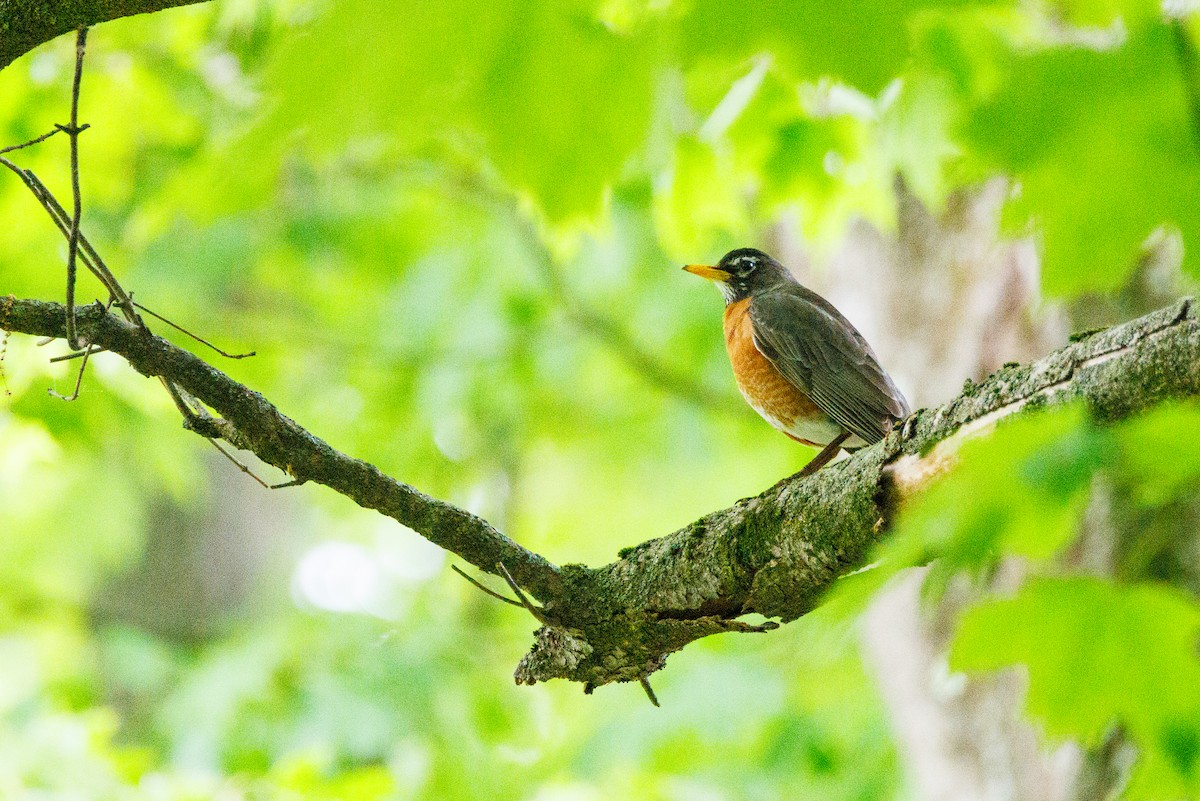American Robin - ML619279534