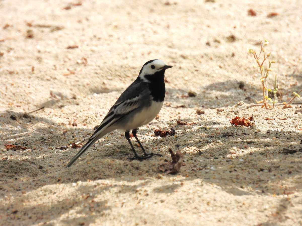 White Wagtail - Tanja Britton