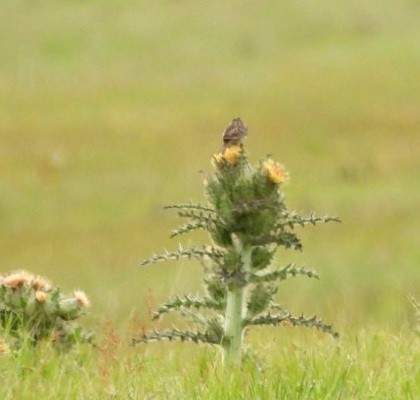 Grasshopper Sparrow - ML619279541