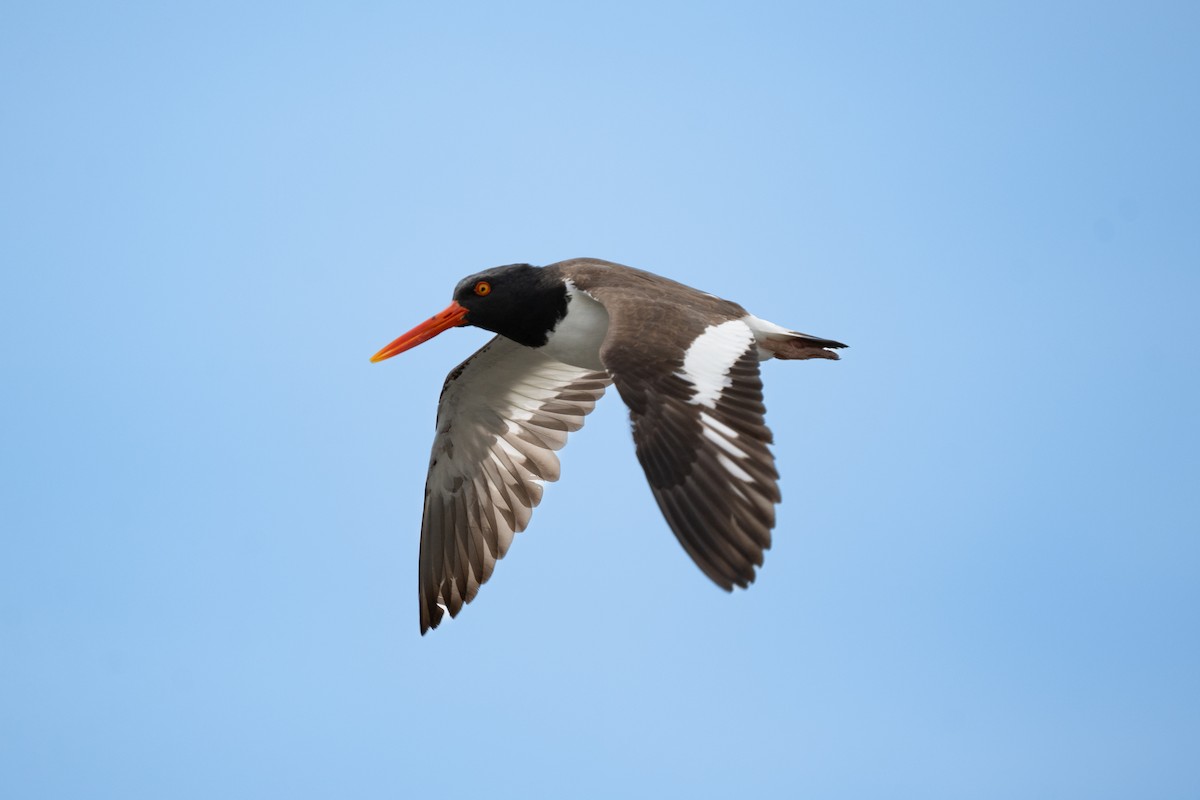 American Oystercatcher - Mark Syvertson