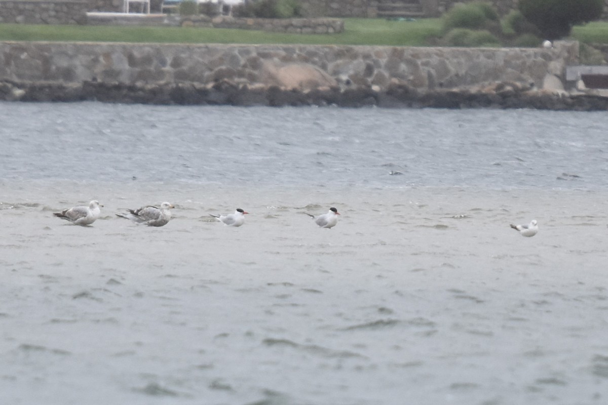 Caspian Tern - Maria Bloom