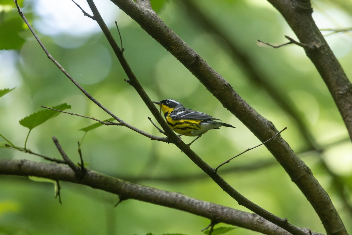 Magnolia Warbler - ML619279589