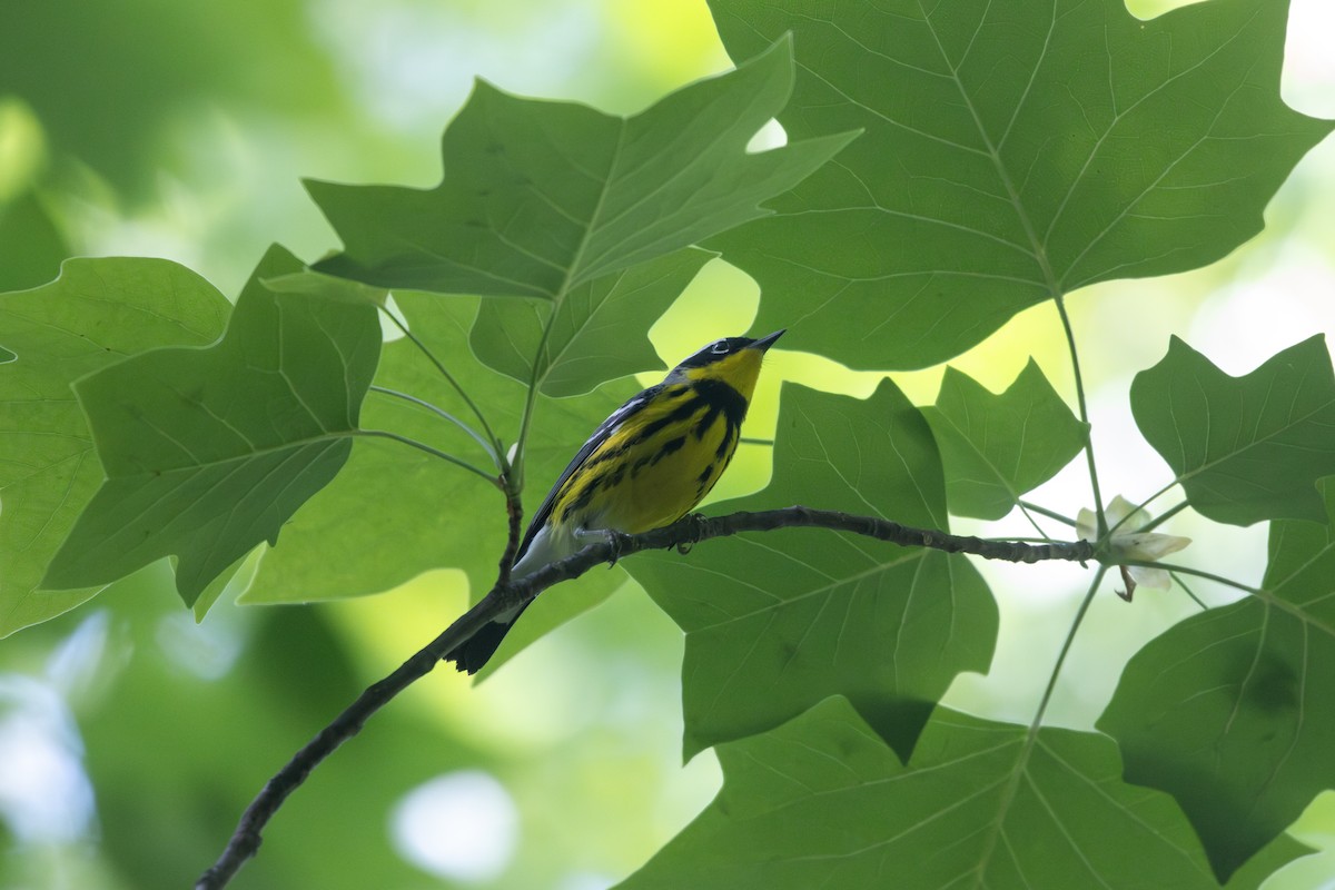 Magnolia Warbler - ML619279590