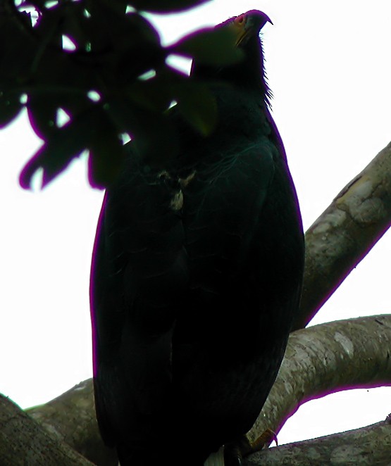 Common Black Hawk - Marcos Lacasa
