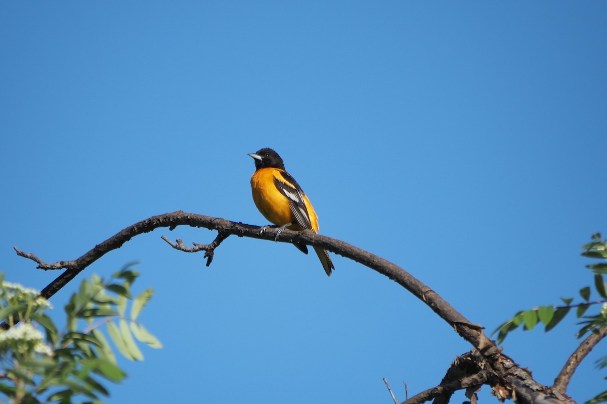 Baltimore Oriole - André Dionne