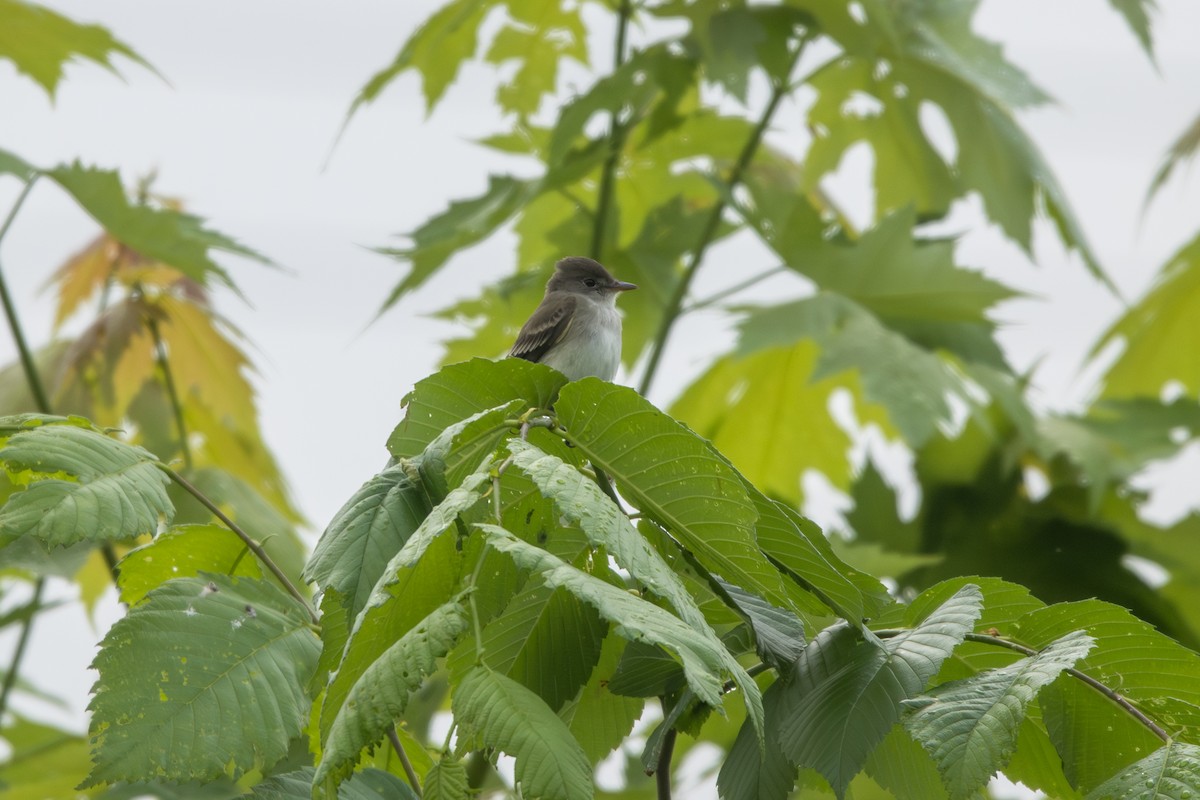 Willow Flycatcher - Emily Smith