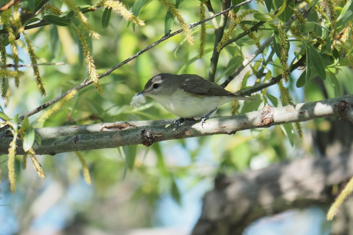 Warbling Vireo - André Dionne
