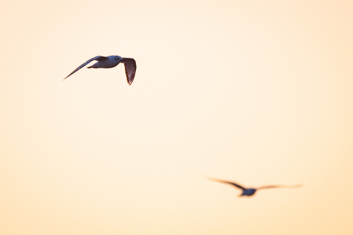 Bonaparte's Gull - ML619279618