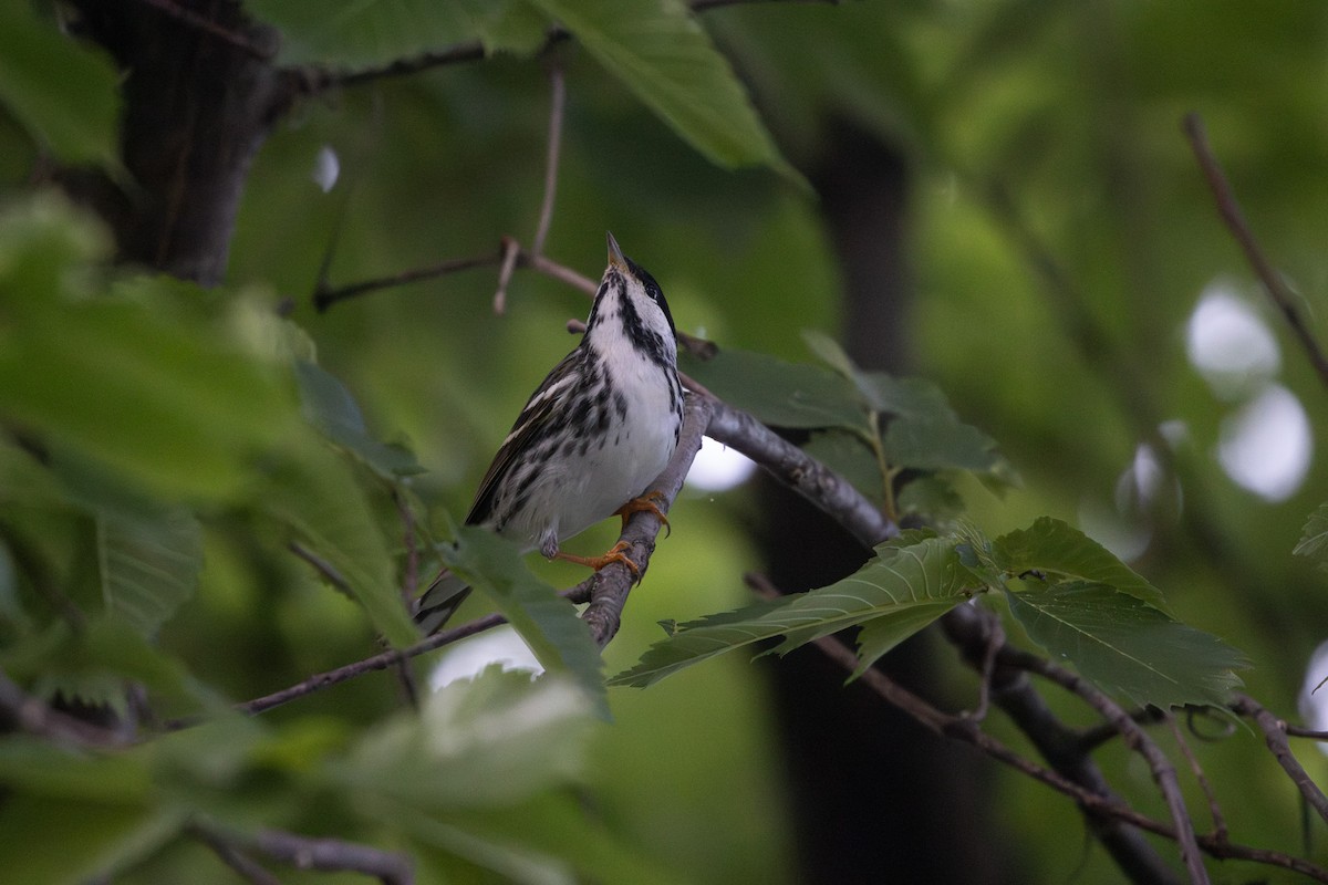 Blackpoll Warbler - Emily Smith
