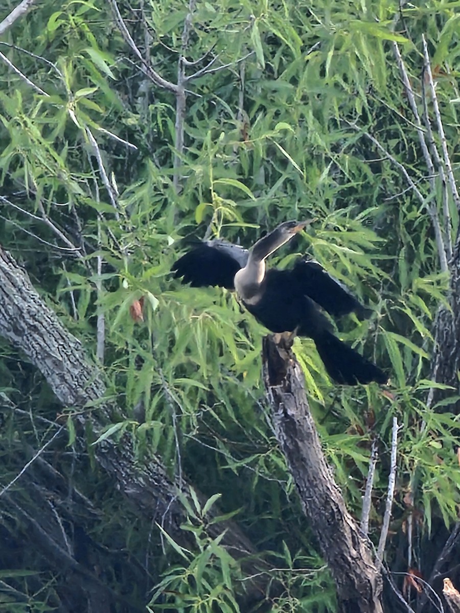 Anhinga - Martin Mann