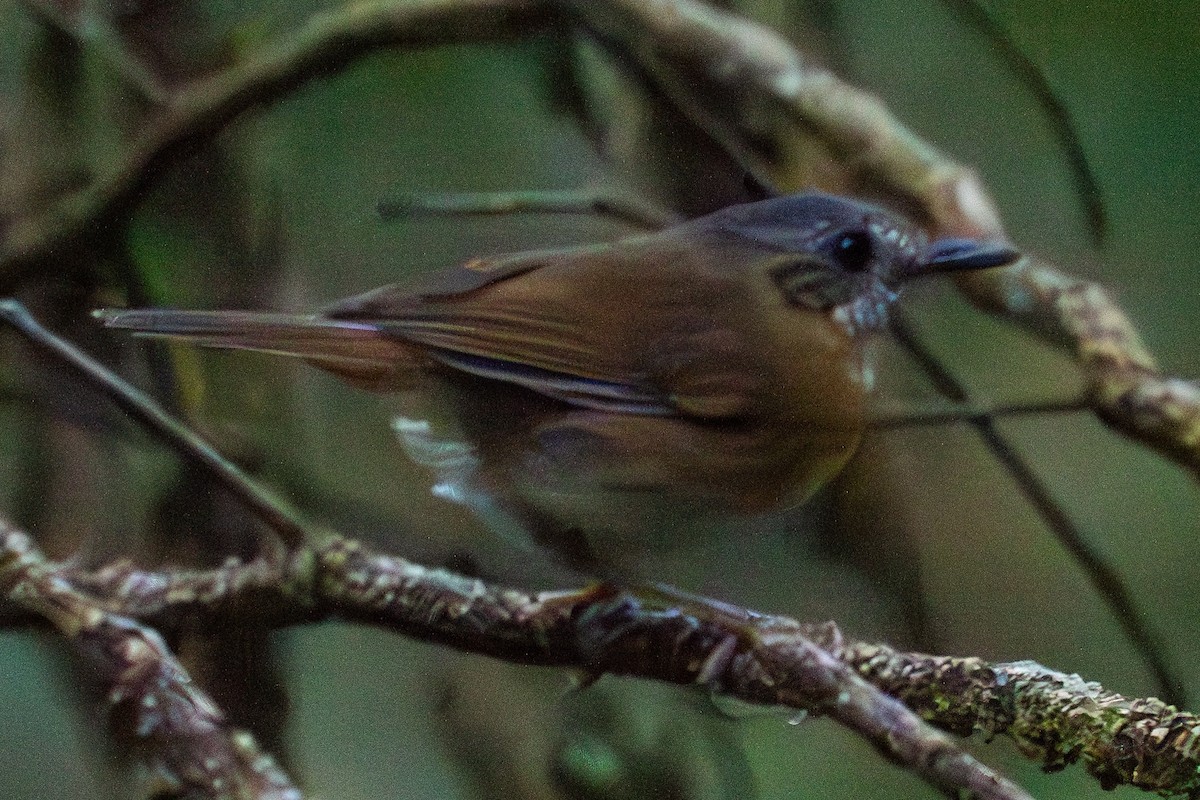 Temminck's Babbler - Richard Edden