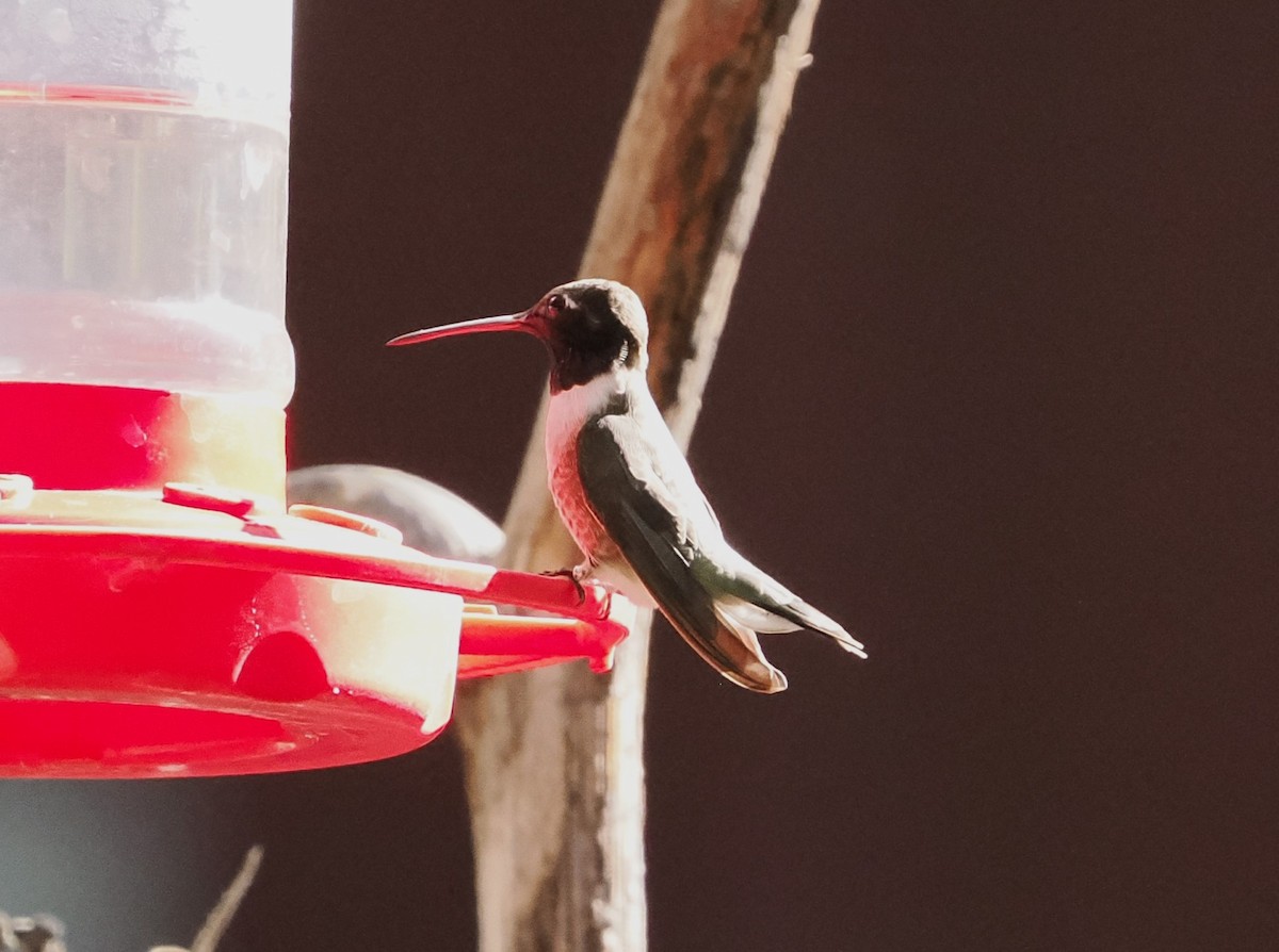 Black-chinned Hummingbird - Jeffery Sole