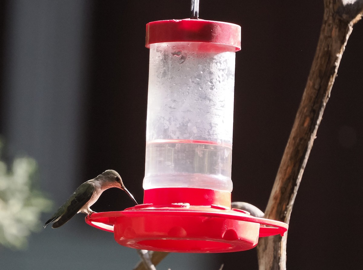 Black-chinned Hummingbird - Jeffery Sole