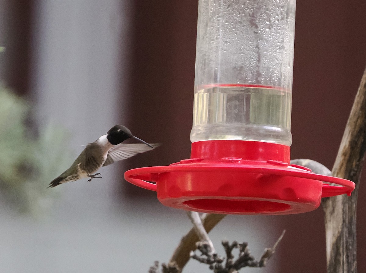 Black-chinned Hummingbird - Jeffery Sole
