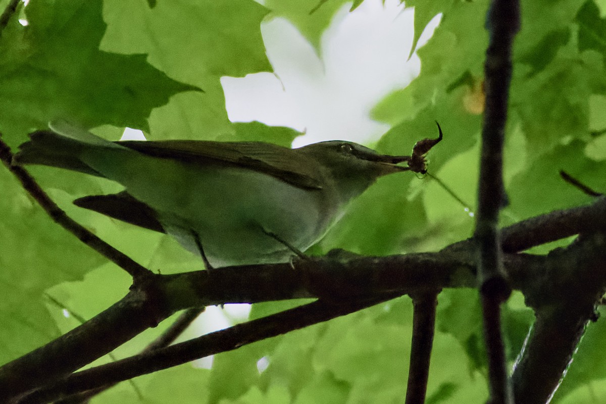 Red-eyed Vireo - ML619279655