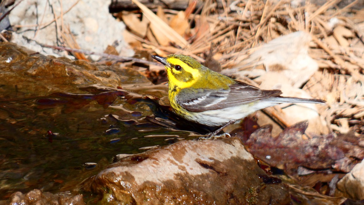 Townsend's Warbler - Jan Michalak