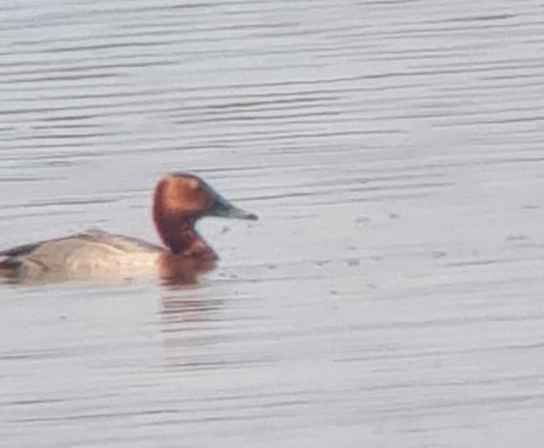 Common Pochard x Ferruginous Duck (hybrid) - Filip Reiter