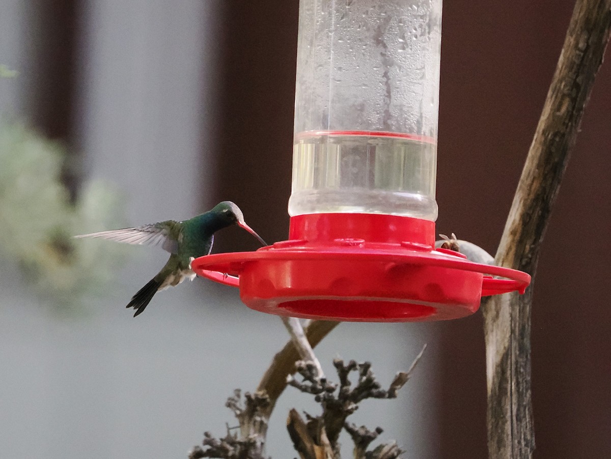 Broad-billed Hummingbird - Jeffery Sole
