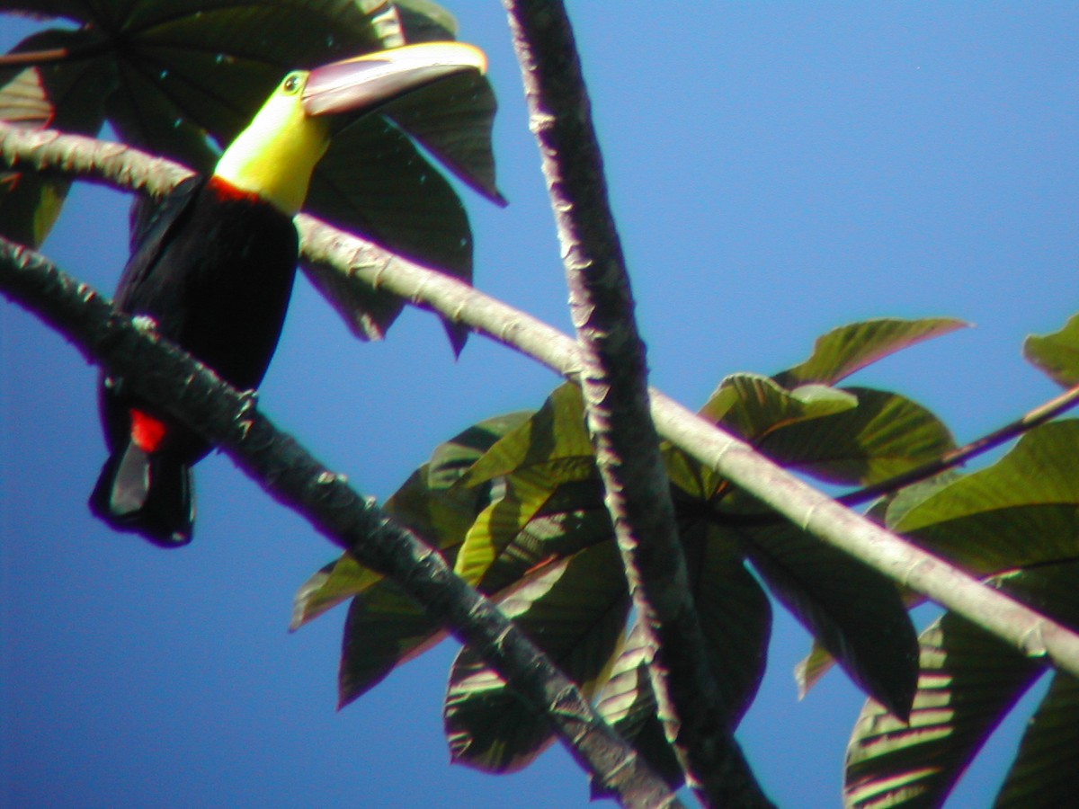 Yellow-throated Toucan - Marcos Lacasa
