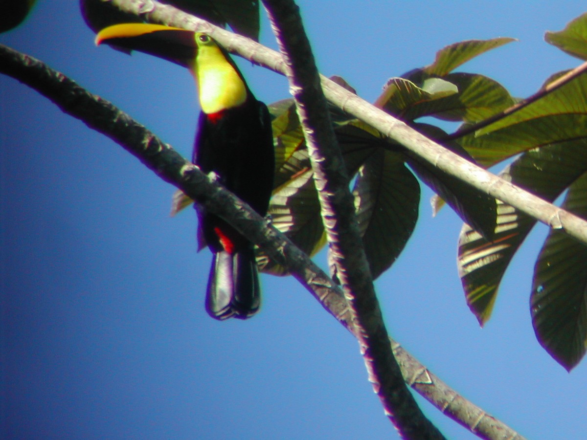 Yellow-throated Toucan - Marcos Lacasa