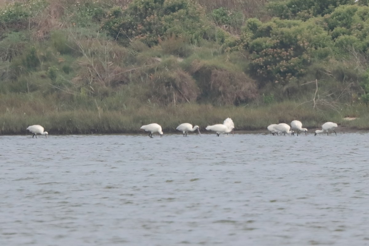 Black-faced Spoonbill - Yi-Cheng Chen