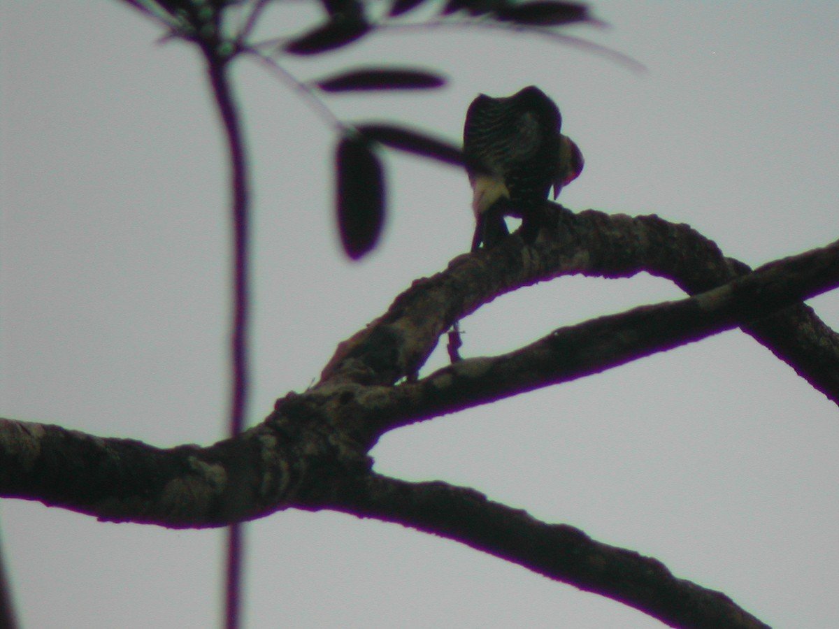 Black-cheeked Woodpecker - ML619279685